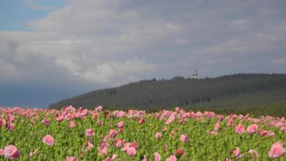 Bild: as
Das Mohnfeld an der Straße von Bad Neualbenreuth nach Altmugl ist eine Attraktion.