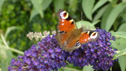 Bild: Dobmeier
Ein Tagpfauenauge nimmt die süße Verführung des Nektars der frischen Dolden des Schmetterlingsflieders gerne an.