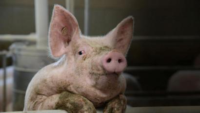 Archivbild: Petra Hartl
Im Landkreis Tirschenreuth ist in den vergangenen sechs Jahren über ein Drittel der Schweine haltenden Betriebe aus der Tierhaltung ausgestiegen.