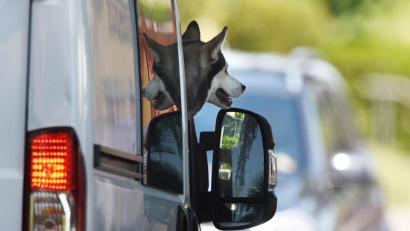 Symbolbild: Felix Kästle/dpa
Der Hund im Auto: Das wird auf Parkplätzen an heißen Tagen zum Problem. In Flossenbürg gab es deshalb nun einen Polizeieinsatz.