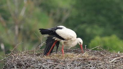Bild: tu
Die Störchin ist als einzige im Horst im Stadtgraben Nord von der Pleysteiner Storchenfamilie 2020 übriggeblieben. Der männliche Storch ist tot aufgefunden worden, und die drei Jungstörche, die im Mai den Eiern entschlüpft waren, haben ebenfalls nicht überlebt.