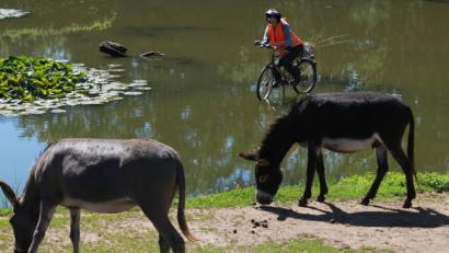 Bild: Jürgen Grünthaler 
Die Bilder wurden am 22.07.20 in Wüstenau bei Hahnbach bei einer Radtour geknipst. Mein Navi hat funktioniert. Ich bin nicht im Weiher gelandet.