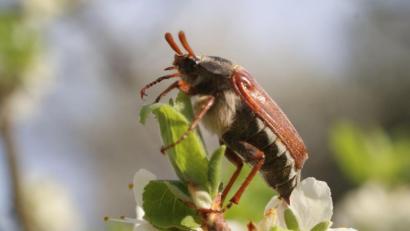 Archivbild: bkr
Professor Stefan Dötterl erinnert er sich gern an seine Kindheit in den 1970er Jahren und an die Freude, wenn im Frühling ein Maikäfer auftauchte. Das war aber bereits die Zeit, in der sich die Käfer immer rarer machten.