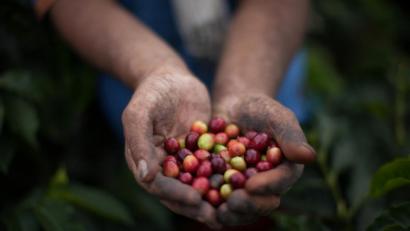 Bild: Sean Hawkey/exb
Frisch gepflückte Kaffeekirschen: Kaffee ist ein Spekulationsgut, wird an der Börse gehandelt und unterliegt starken Schwankungen. Oft ist der Preis so niedrig, dass die Kaffeebauern damit nicht einmal ihre Produktionskosten decken können.