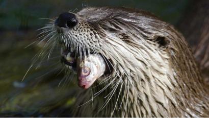 Archivbild: Claudia Völkl 
Teichbesitzer stehen der Rückkehr des Fischotters äußerst kritisch gegenüber, da sie große Verluste durch die zunehmende Zahl der Fischjäger haben.