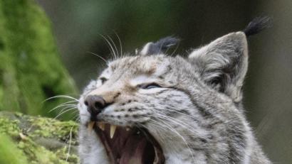 Symbolbild: Boris Roessler/dpa
Ein Luchs im Bayerischen Wald.