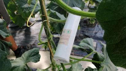 Bild: wpt
Die Insekten zum Aus-der-Dose-Schütteln setzt Gärtner Florian Sturm ein, um Schädlinge von seinen Pflanzen fernzuhalten. Pflanzenschutzmittel kommen bei ihm nicht in die Tüte.