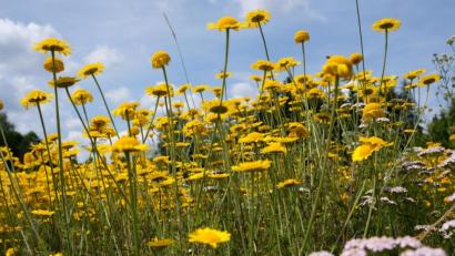 Bild: do
Zur Artenvielfalt des Oberseegebietes gehört auch ein farbenfrohes Blütenmeer.