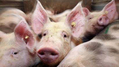 Bild: Friso Gentsch/picture alliance/dpa
Die Grünen fordern bessere Bedingungen für die Haltung von Schweinen auf bayerischen Bauernhöfen.