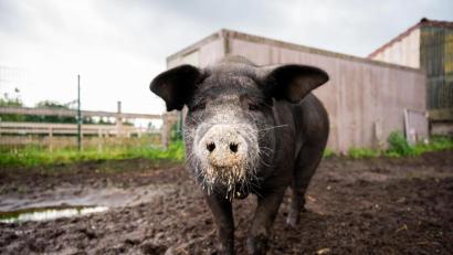 Bild: Mohssen Assanimoghaddam/dpa
Das bei Instagram bekannt gewordene Angler Sattelschwein Bobby steht auf dem Bioland Hof Sonnenschein.