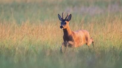 Symbolbild: Julian Stratenschulte/dpa
Hunde haben in Zirndorf (Kreis Fürth) drei Rehe, darunter zwei Kitze, gerissen.