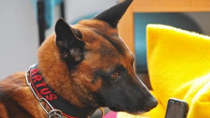 Bild: Matthias Hiekel/dpa
Speziell ausgebildete Hunde können auch Corona-Infektionen erschnüffeln.