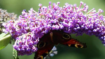 Bild: Andreas Royer
Ein Tagpfauenauge hat sich auf den Blüten eines Schmetterlingsstrauchs niedergelassen.