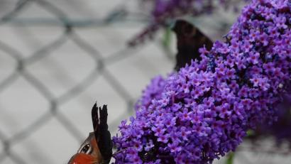 Bild: Houschka
Sommerflieder