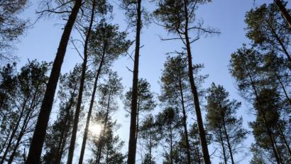Bild: Patrick Pleul
In der Oberpfalz sollen die relevanten Waldgebiete auf mögliche Brandgefahren abgesucht werden.