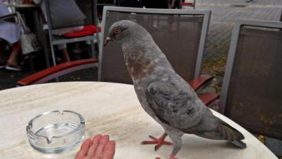 Bild: R. Kreuzer
Die Taube am Kaffeetisch auf den Freisitzplätzen vor dem Café Brunner. Aber nicht nur hier sind die Vögel angekommen.