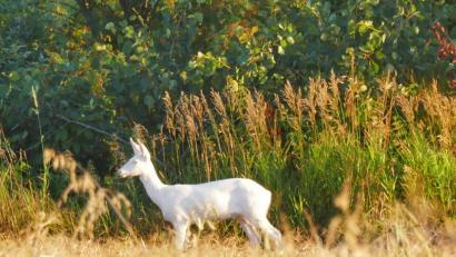 Bild: Sander-Nißl/exb
Das schneeweiße Reh war friedlich am Grasen und die Hobbyfotografin konnte einige schöne Aufnahmen machen.