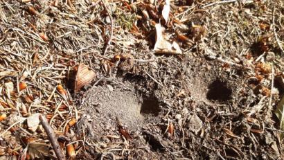 Bild: exb
Die Fangtrichter finden sich vor allem im Manteler Wald und am Fischerberg.