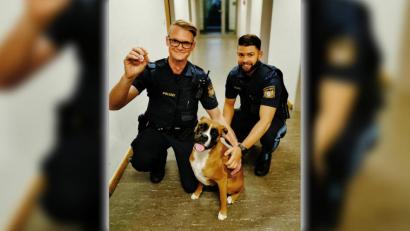 Bild: Polizeiinspektion Amberg
Ausgerissen und dann die Amberger Polizei bespaßt: Boxerhündin Bella hat sich einen vergnüglichen Montagabend in der Polizeiinspektion mit Polizeihauptmeister Dominik Lindner (links) und Polizeihauptmeister Michael Brunner gemacht. Nur das Herrchen wusste nichts von dem Ausflug.