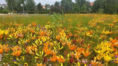 Bild: ws
Vor Corona haben Veranstaltungen, wie der "Cooltour-Sommer", Tausende in den Fischhofpark gelockt. Den Namen darf der Verein nicht mehr verwenden, allerdings soll das Format fortgeführt werden. Im nächsten Jahr sind wieder Gartentage geplant. Aktuell wird der Park mit seinen farbenprächtigen Ecken gerne als Erholungsort genutzt.