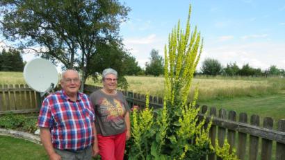 Bild: adj
Über zwei Meter groß ist die Königskerze von Uschi und Willibald (von rechts) Witt. Die Pflanze ist eigentlich eher in Südeuropa beheimatet