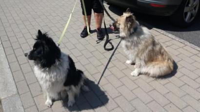 Bild: Hartung/exb
Nach ihrer Rettung aus dem Wohnmobil durften die beiden Hunde wieder frische Luft schnappen.