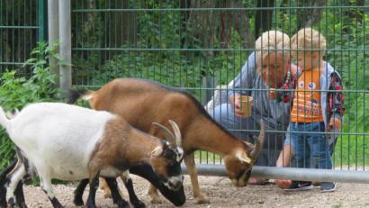 Bild: Gerhard Götz
Diese Schwandorferin schaut mit ihrem Enkel regelmäßig nach den Tieren am Stadtrand von Teublitz