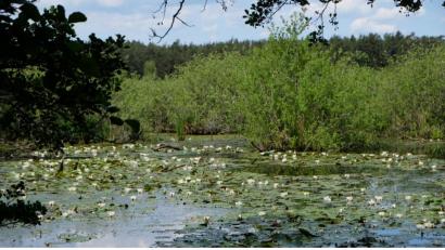 Bild: do
Malerisch wie der Seerosenteich von Claude Monet verzaubern die Seerosenkolonien. Kein Naturfreund kann sich dieser Atmosphäre entziehen