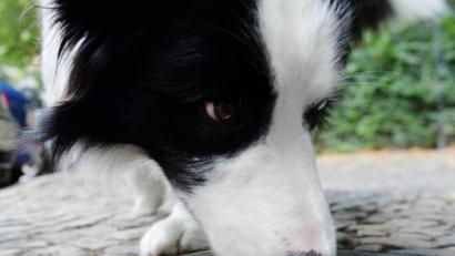 Bild: Maurizio Gambarini/dpa 
Auch Haustiere können sich mit dem Coronavirus infizieren.