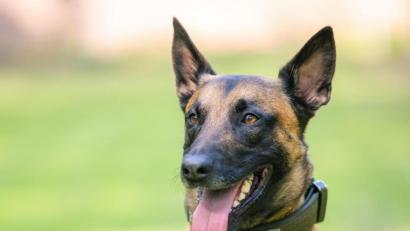 Symbolbild: Mohssen Assanimoghaddam/dpa
Ein aggressiver Mann hat bei einem Einsatz einen Polizeihund getreten. Der reagierte prompt.