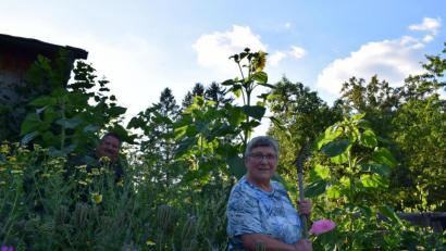 Bild: szl
Agathe Rippl und ihr Sohn Thomas (hinten, links) legten im Garten gemeinsam eine Blühwiese für die Bienen an. Besonders stolz ist die Familie auf die zwei Meter hohen Sonnenblumen.