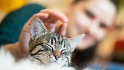 Bild: Franziska Gabbert/dpa
Eine Katze zu halten macht viel Freude - kann aber auch rechtlichen Ärger bedeuten.