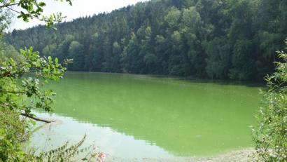 Bild: bnr
Die gründe Wasseroberfläche ist ein sicherer Hinweis auf einen verstärkten Befall mit Blaualgen.