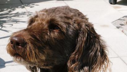 Symbolbild: do
Dieser Labradoodle hat noch Hundeglück. Herrchen und Frauchen umsorgen ihn. Doch es gibt auch Hund und Katz', die im Tierheim landen. Das erfordert die Zusammenarbeit zwischen Tierschützern und Kommunen, wie sie in einer Vereinbarung für den Neubau eines Tierheimes in Weiden zum Tragen kommt.