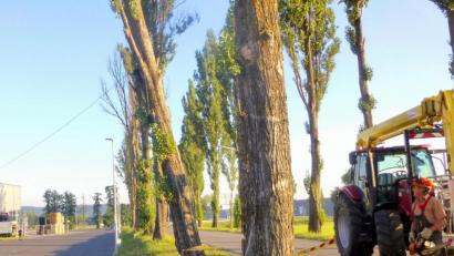 Bild: fsb
Die erste Pappel fällt.