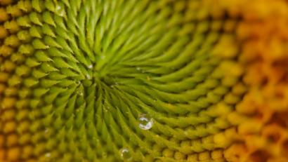Bild: Matthias Feyrer/exb
Hobbyfotograf Matthias Feyrer gelang in seinem Garten in Gailoh bei Amberg diese Nahaufnahme einer Sonnenblume.