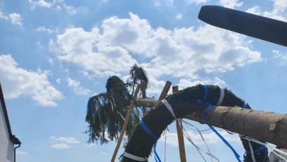 Bild: exb
Auch wenn das Exemplar 2020 etwas kleiner aufgefallen ist als sonst, so stellen die Tanzflecker Kirwaburschen doch einen Baum auf.