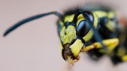 Bild: Julian Stratenschulte
Besonders ab August treffen Wespen auf der Suche nach Nahrung auf Menschen.