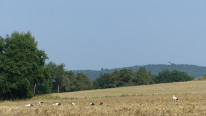 Bild: anv
Auf einem Feld in Perschen (Nabburg) tummelten sich zeitweise bis zu 24 Störche gleichzeitig.