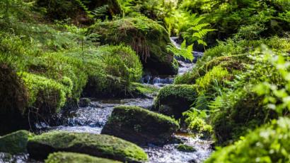 Bild: Thomas Kujat/exb
Sagenhafte Wald- und Wasserlandschaften gehören genauso zum Oberpfälzer Wald wie charmante Altstädte: - Idylle aus Wald und Wasser am Nurtschweg bei Bärnau.