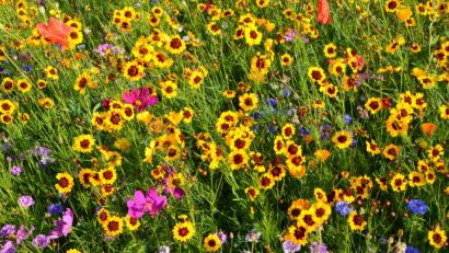 Bild: dob
Der Faszination einer blühenden Sommerwiese können wir uns kaum entziehen. Die kräftigen Farben leuchten von Weitem entgegen. An der Wernberger Straße werden die Passanten gleich mit einem bunten und leuchtenden Blumengruß beim Einbiegen in die Pfalzgrafenstadt willkommen geheißen.