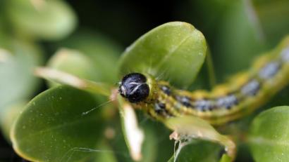 Bild: Andrea Warnecke/dpa
Kein Feind des Buchsbaums ist so weit verbreitet wie der Buchsbaumzünsler.