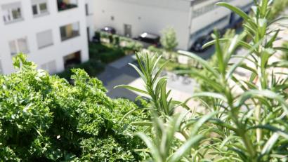 Bild: Andrea Warnecke/dpa-tmn
Viele Kräuter wie hier Petersilie und Rosmarin lassen sich gemeinsam in einen Topf setzen - ideal für den Balkon.