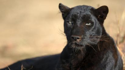 Bild: Ronald Wittek
ARCHIV - Ein schwarzer Panther liegt am 22.06.2010 in einem Naturpark bei Johannesburg in Südafrika. Angeblich streift derzeit ein schwarzer Panther durch Schweiz. Foto: Ronald Wittek  dpa (zu dpa: "Schwarz mit langem Schwanz: Die Schweiz sucht einen Panther" vom 11.05.2012) +++(c) dpa - Bildfunk+++ | Verwendung weltweit