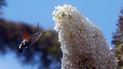 Bild: R. Kreuzer
Das Taubenschwänzchen ähnelt dem Kolibri, ist aber ein Schmetterling aus der Reihe der Nachtfalter.
