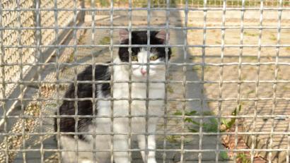 Bild: hcz
Familienzuwachs aus dem Tierheim: Viele Katzen suchen ein Zuhause.