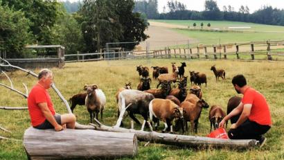 Bild: gz
Die scheuen Urschafe teilen sich mit Kamerunschafen und Heidschnucken ein großes Gehege und freuen sich über die zusätzliche Futterration durch Michael Meckl senior und junior.