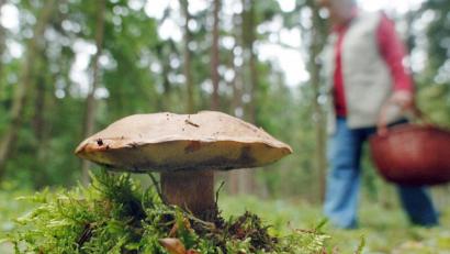 Bild: Armin Weigel/dpa
Eine Frau geht an einem Maronenröhrling-Pilz vorbei.