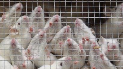 Bild: Wolfgang Steinbacher
Unter den Tausenden geschmuggelter Tiere waren auch jede Menge Mäuse.
