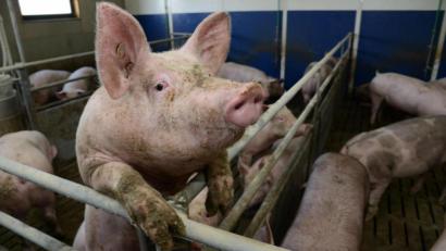 Bild: Petra Hartl
In der Oberpfalz werden immer weniger Schweine gehalten.